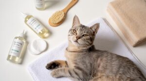 Best Cat Ear Cleaners for Sensitive and Itchy Ears
