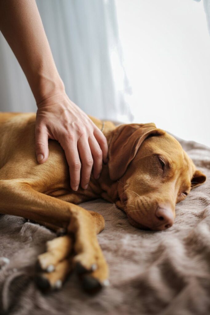 Measuring Your Dog’s Heart Rate
