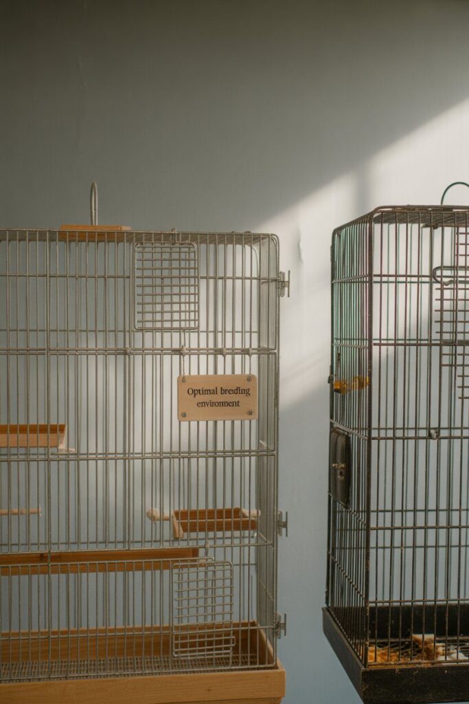 Mistakes to Avoid When Choosing a Double Flight Cage