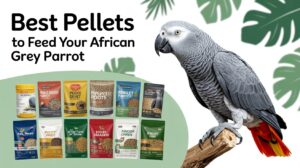 Why Pellets Matter in Your African Grey’s Diet