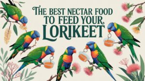 Feeding Lorikeets and What Their Diet Should Include