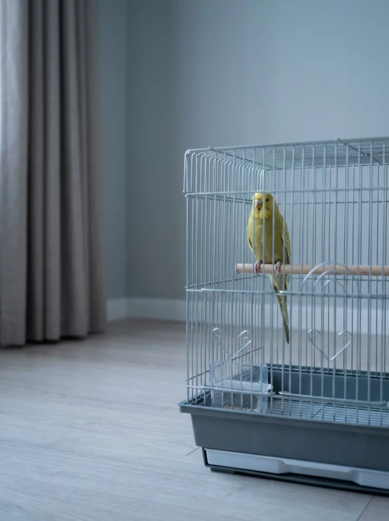 The Role of Fear in Bird Behavior